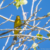 Western Tanager-Female-01