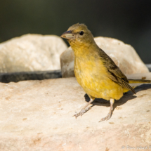Western Tanager-Female-05
