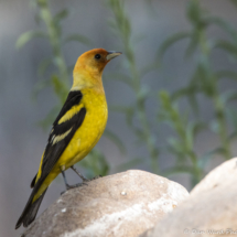Western Tanager-Male-08