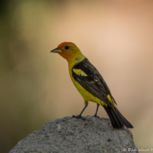 Western Tanager-Male-12