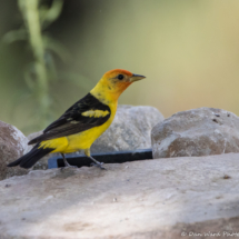 Western Tanager-Male-13