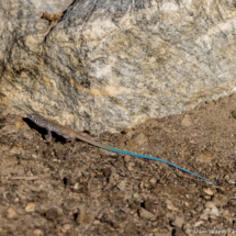 Western Whiptail-Juvenile-01