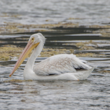 White Pelican-01