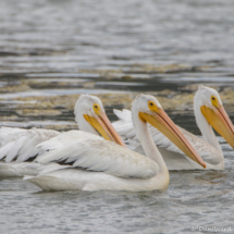 White Pelicans-01