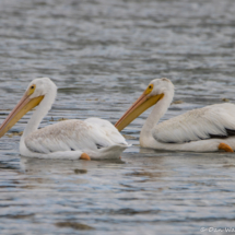 White Pelicans-02