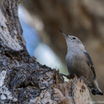 White-breasted Nuthatch-01