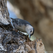 White-breasted Nuthatch-02