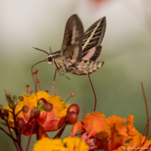 White-lined Sphinx-02