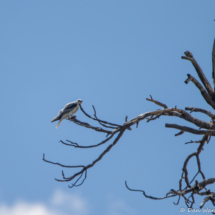 White-tailed Kite-01
