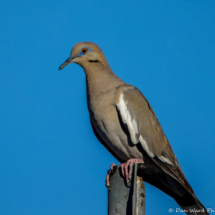 White-winged Dove-02