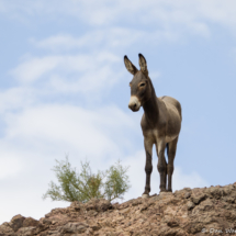 Wild Burro of Colorado River-01