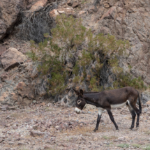 Wild Burro of Colorado River-02