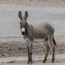 Wild Burro of Colorado River-03