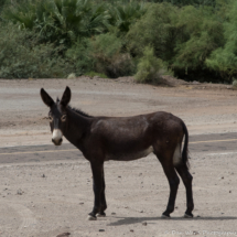 Wild Burro of Colorado River-04