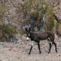 Wild Burro of Colorado River-05
