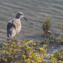 Willet-01