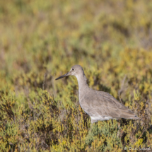 Willet-02