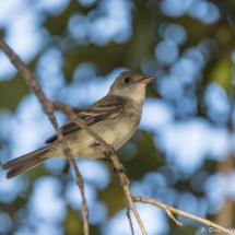 Willow Flycatcher-04