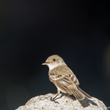 Willow Flycatcher-3