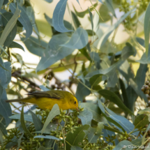 Wilson's Warbler-01