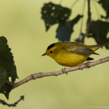 Wilson's Warbler-Male-07