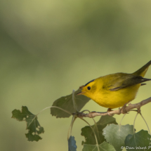 Wilson's Warbler-Male-10