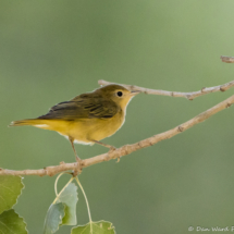 Yellow Warbler-09