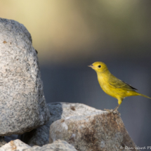 Yellow Warbler-13