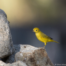 Yellow Warbler-14