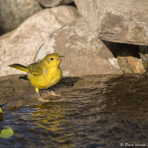 Yellow Warbler-24