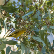 Yellow Warbler-Female-01