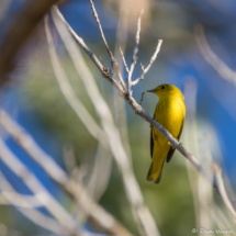Yellow Warbler-Male-01