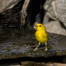 Yellow Warbler-Male-04