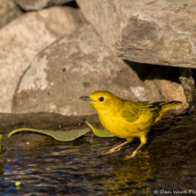 Yellow Warbler-Male-14