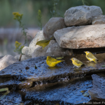 Yellow Warblers Bathing-02