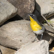 Yellow-breasted Chat-09