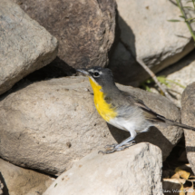 Yellow-breasted Chat-11