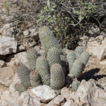 Arizona Fishhook Cactus-02