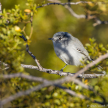 Black-tailed Gnatcatcher-01