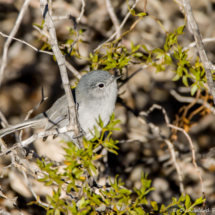 Black-tailed Gnatcatcher-02