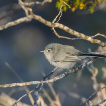 Black-tailed Gnatcatcher-06