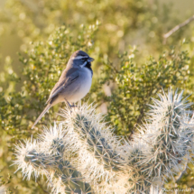 Black-throated Sparrow-Male-01