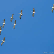 Brown Pelicans In Flight-01