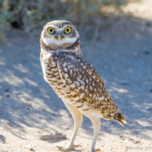 Burrowing Owl-02