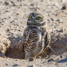 Burrowing Owl-03