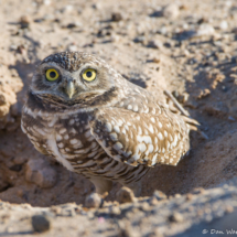 Burrowing Owl-04