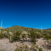 Cactus Mountain