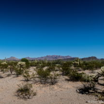Cactus Mountains