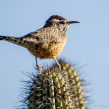 Cactus Wren-01