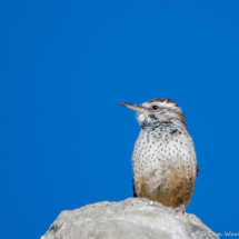 Cactus Wren-01
